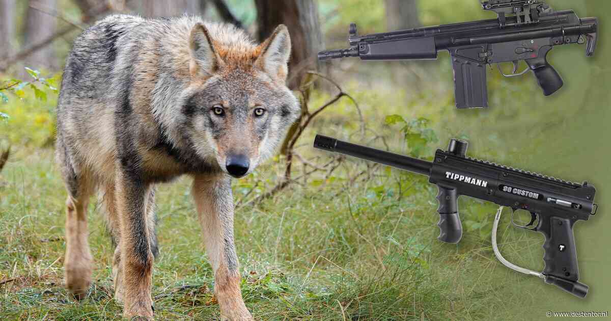 Dit zijn de wapens waarmee Gelderland lastige wolven wil verjagen