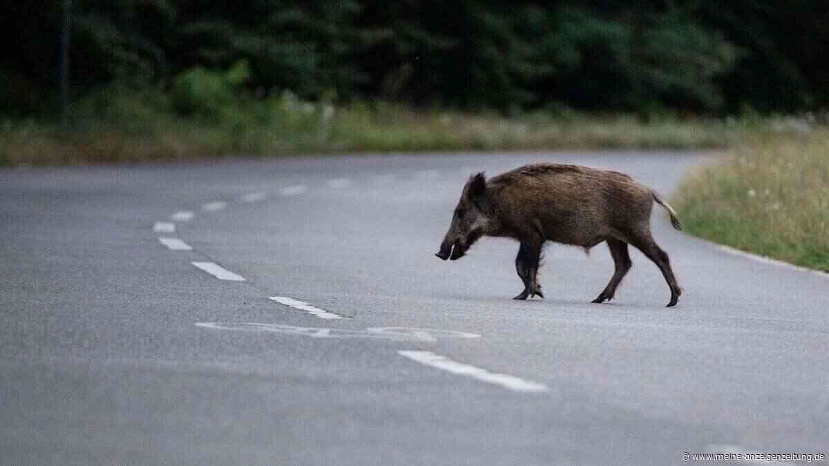 Wildschweine ziehen durch Straßen in Portugal – Stadt spricht dringende Warnung aus