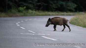 Wildschweine ziehen durch Straßen in Portugal – Stadt spricht dringende Warnung aus