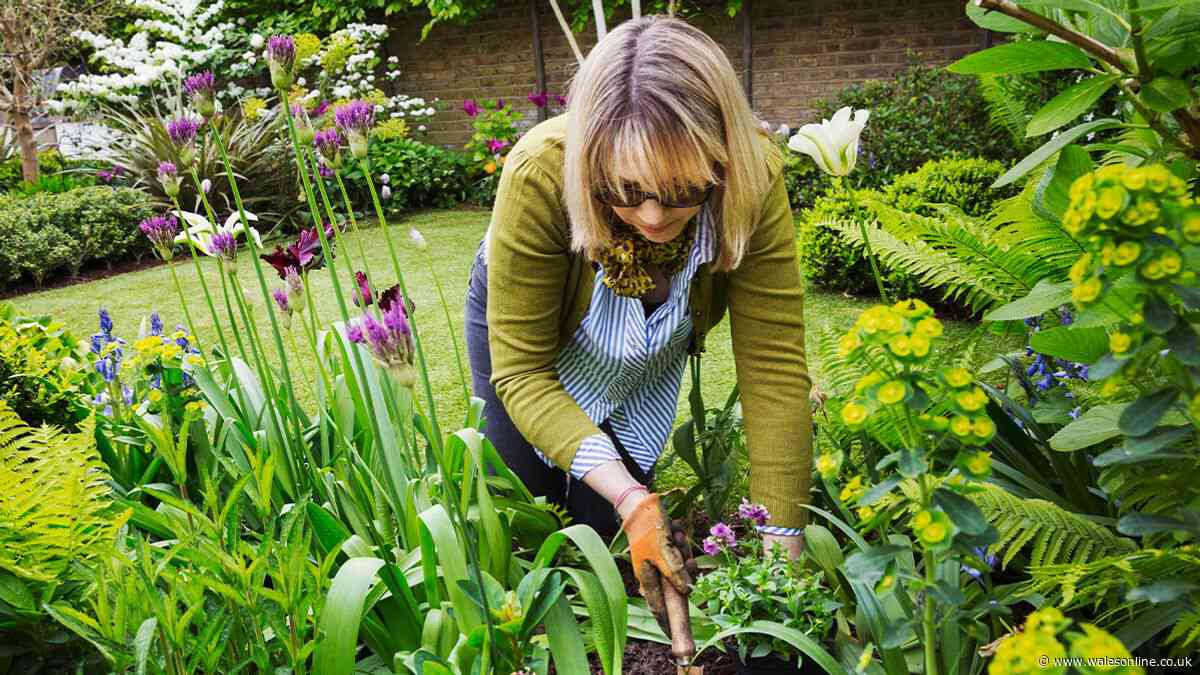 Protect your garden from heatwave conditions with two changes to soil