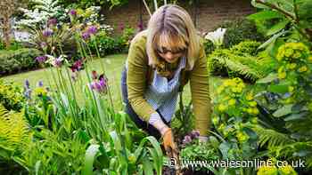 Protect your garden from heatwave conditions with two changes to soil