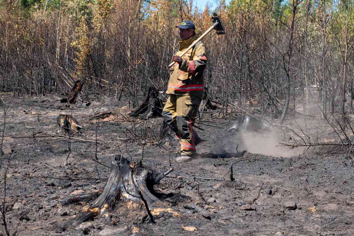 Auf verbranntem Boden im „Schwarzen Holz“: Die schockierenden Bilder aus dem Plauener Waldbrand-Gebiet