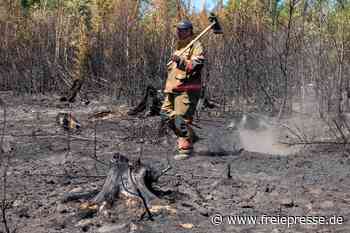 Auf verbranntem Boden im „Schwarzen Holz“: Die schockierenden Bilder aus dem Plauener Waldbrand-Gebiet