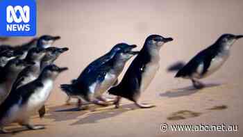First H5N1 bird flu death recorded in Phillip Island penguins