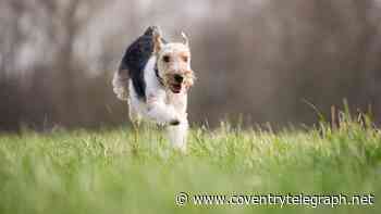 The tasty treats on the menu for dogs at Coventry's favourite walking spots
