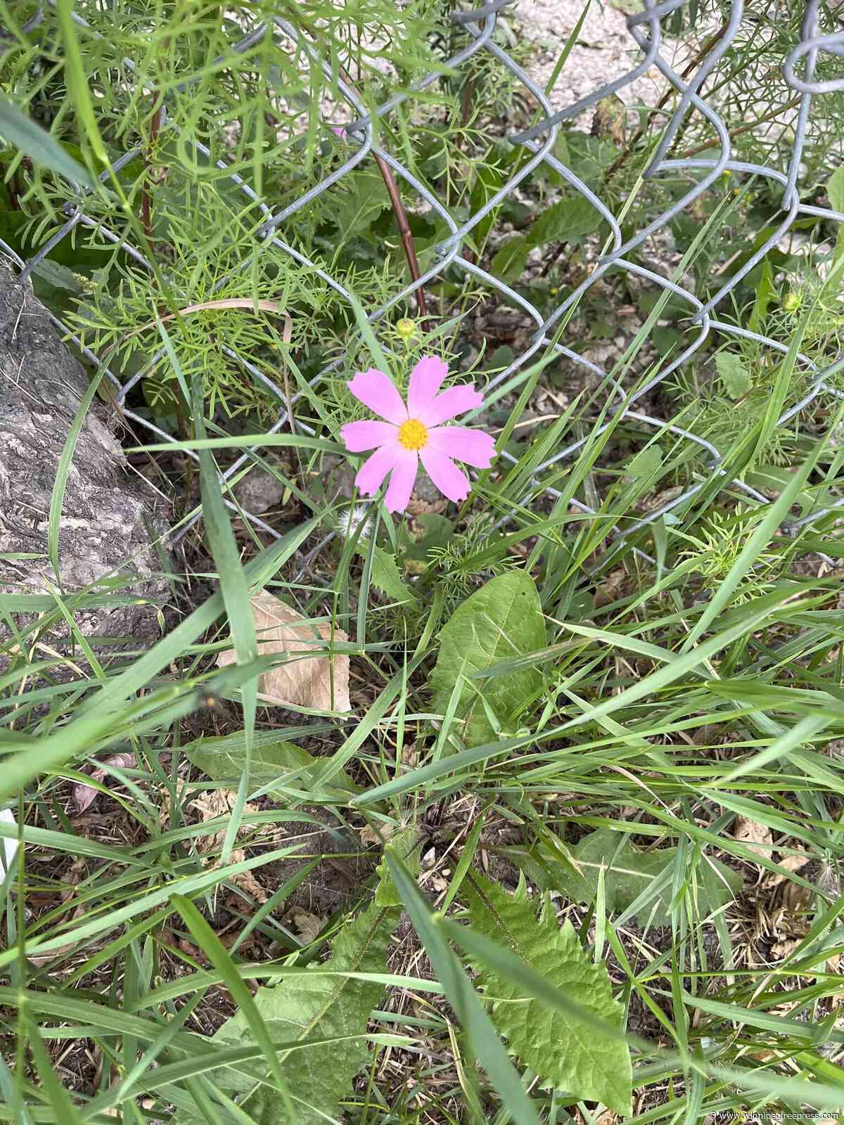 An elegy for the smalls