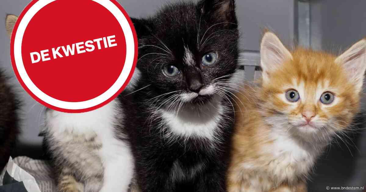 Lezers pleiten voor aanpak kattenoverschot: ‘Je bent geen echte dierenvriend als je je kat niet laat helpen’