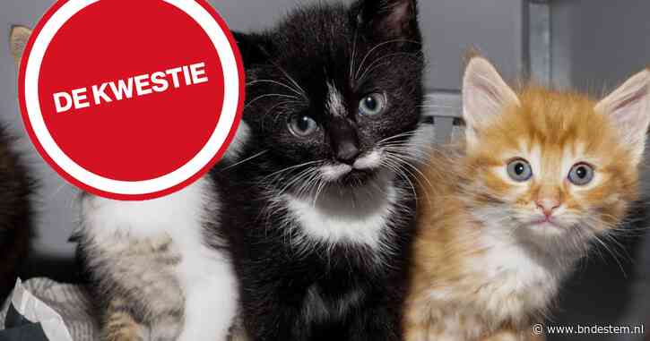 Lezers pleiten voor aanpak kattenoverschot: ‘Je bent geen echte dierenvriend als je je kat niet laat helpen’