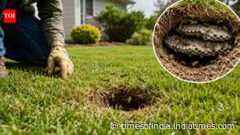 How to identify an underground yellowjacket nest and avoid painful stings