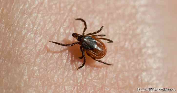 Sempre più zecche nei boschi e nei parchi, attenzione dopo le passeggiate: dove si nascondono, come rimuoverle dalla pelle e quando chiamare il medico