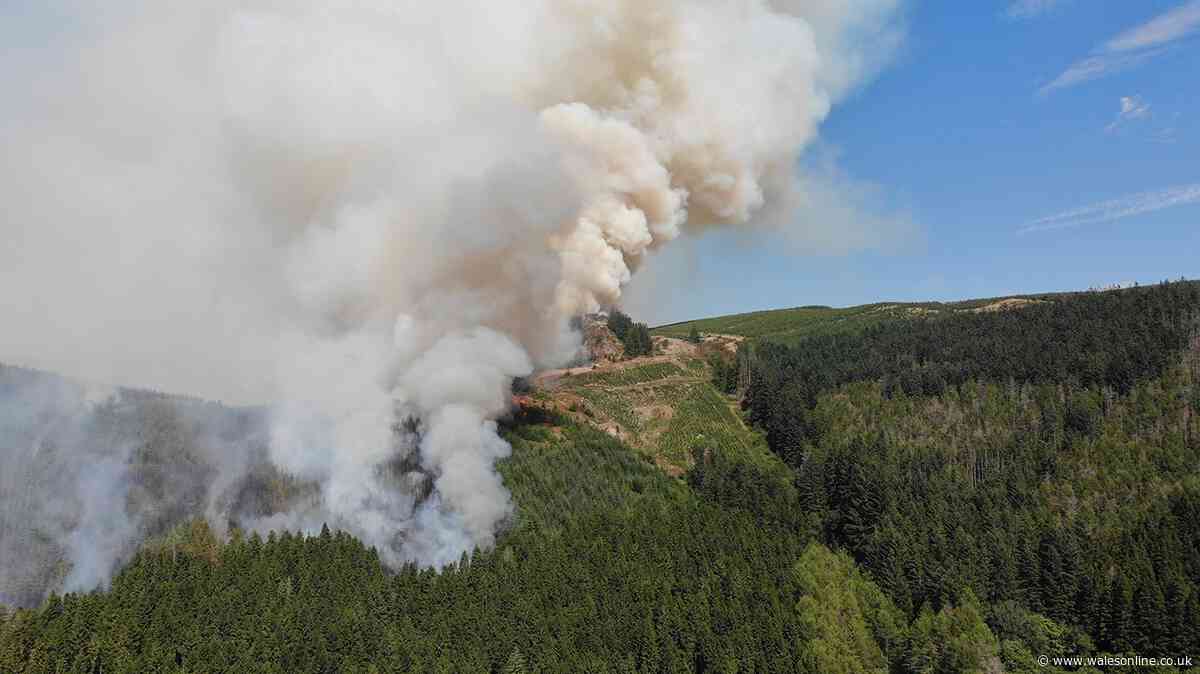 Firefighter describes seeing flames as high as trees in battle to save houses
