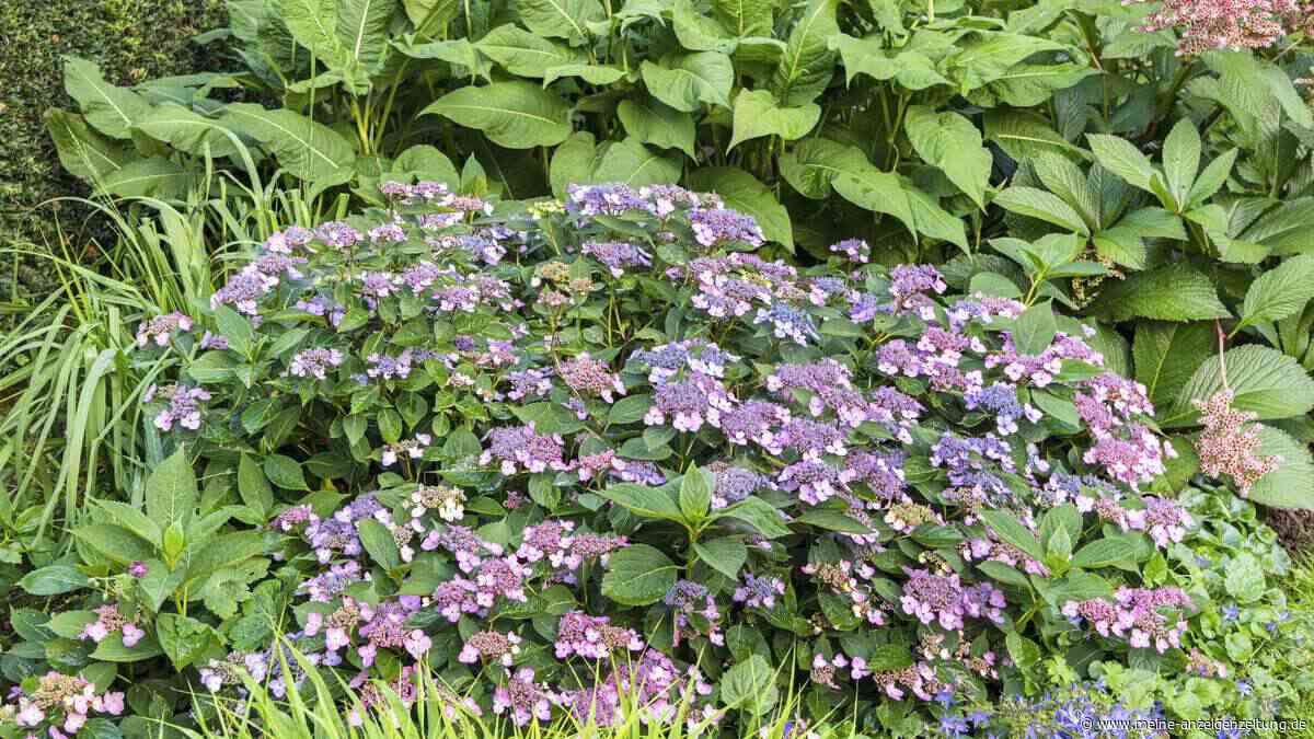 Hortensie Groundbreaker und Co.: Niedrige Sorten als blühende Bodendecker pflanzen