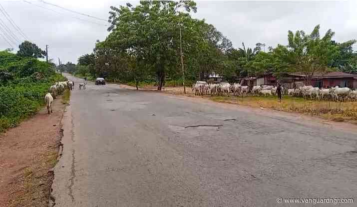 Osun Election: Ede North BVAS fails as herdsmen graze cattle