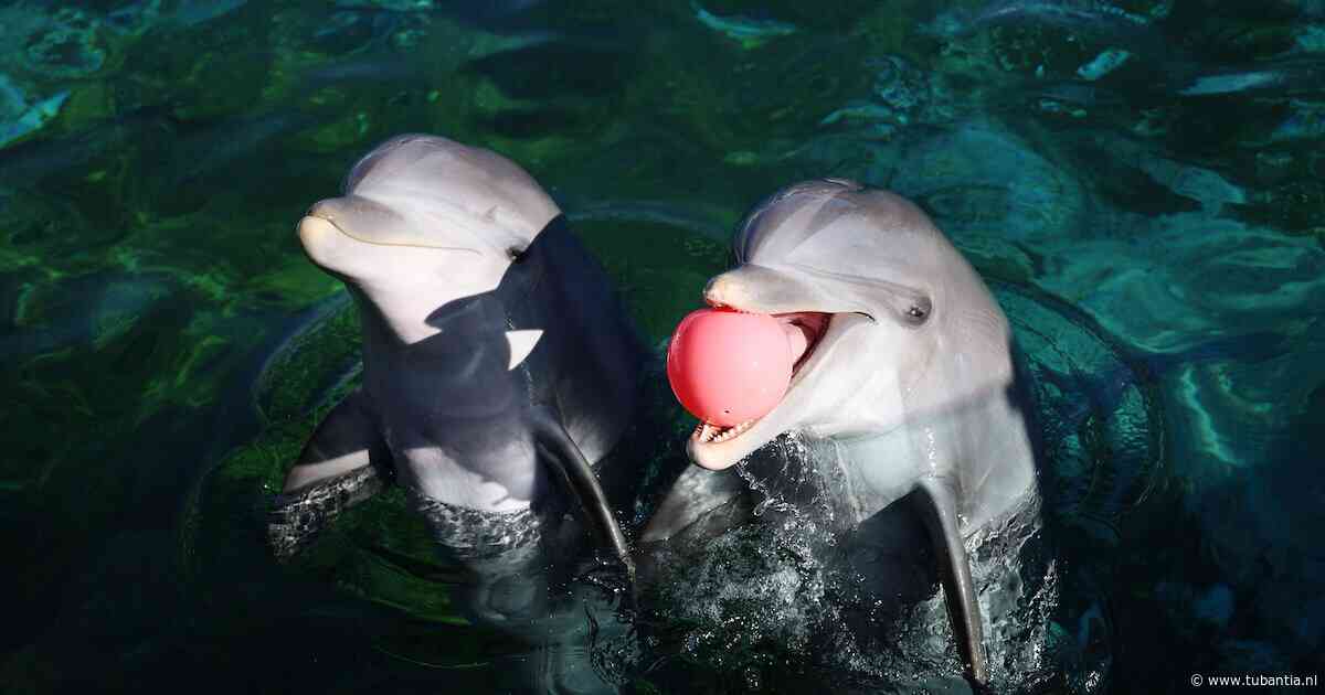 Jongeren bestraft voor inbreken bij Spaans dolfinarium, waar ze in het bassin van de dolfijnen sprongen