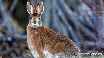 P.E.I. may have more snowshoe hares since Fiona, wildlife biologist says