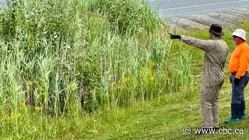 Northern Ontario communites work to contain invasive plant as it spreads