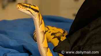 Search underway as 'fugitive' python escapes captivity less than a mile from Wandsworth Prison