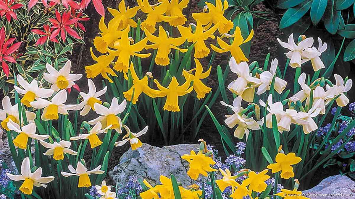 Gardeners urged to plant spring bulbs in September - get 100 for 5p each at B&Q