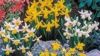 Gardeners urged to plant spring bulbs in September - get 100 for 5p each at B&Q