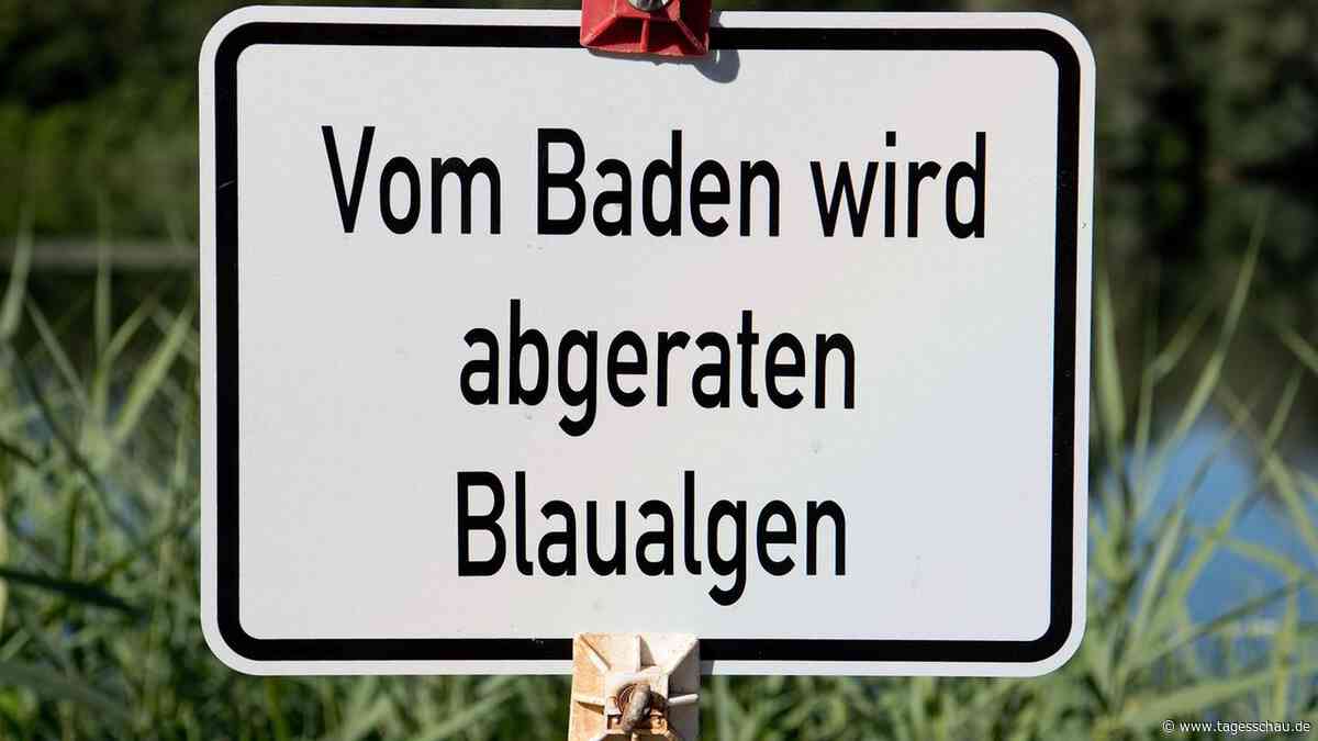 Norddeutschland: Behörden warnen Badende vor Blaualgen