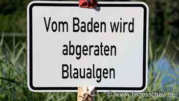 Norddeutschland: Behörden warnen Badende vor Blaualgen