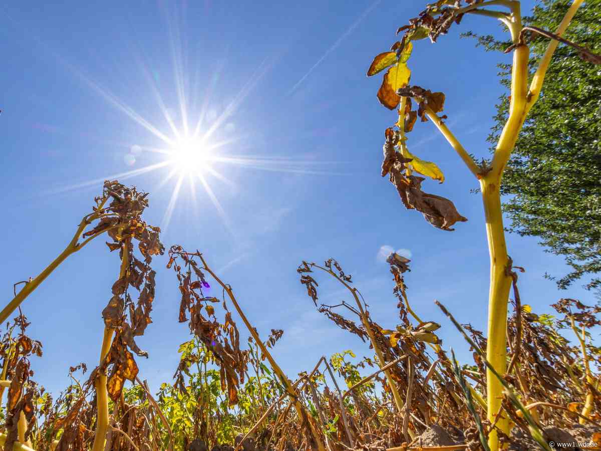 Wetter in NRW: Nach der Hitze kommt endlich Regen