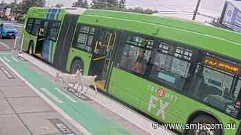 Two billy goats boarded a bus in Portland. They did not have tickets