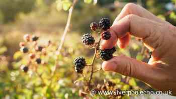 Never pick blackberries in these places to avoid 'contamination'