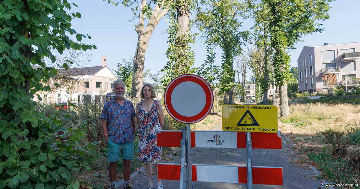 ‘Kappen met kappen’: buurt in Etten-Leur slaat alarm om 22 beschermde bomen die voor hun deur verdwijnen