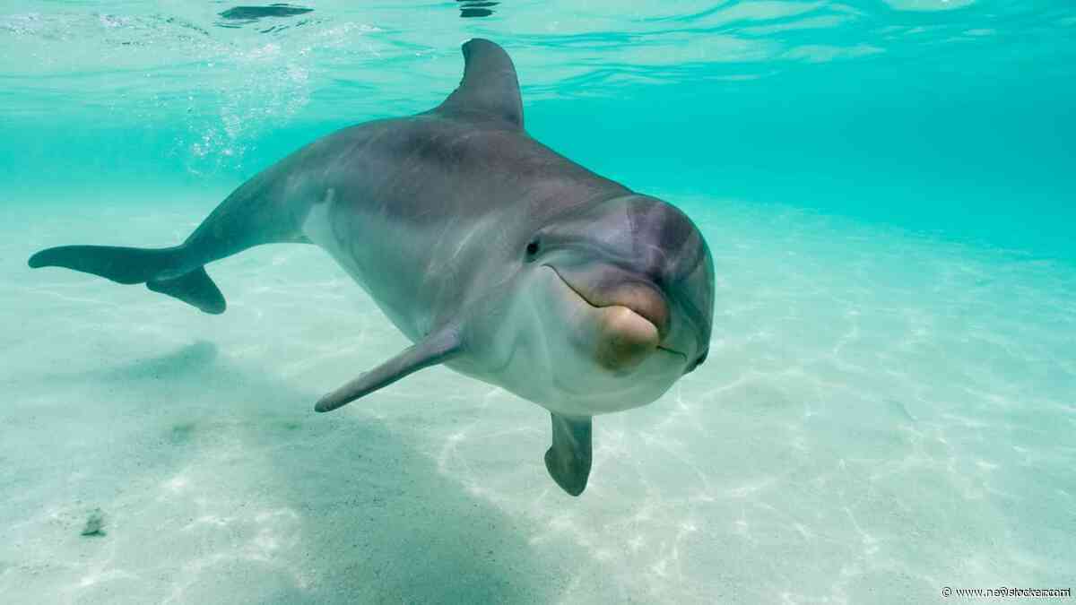 Boete voor jongeren die inbraken in Spaans dolfinarium en met dolfijnen zwommen