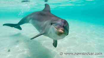 Boete voor jongeren die inbraken in Spaans dolfinarium en met dolfijnen zwommen