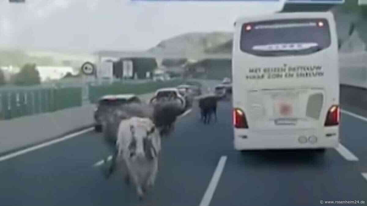 Kuh-Chaos auf Brenner-Autobahn: Tierische „Geisterfahrer“ legen wichtige Urlauberroute lahm