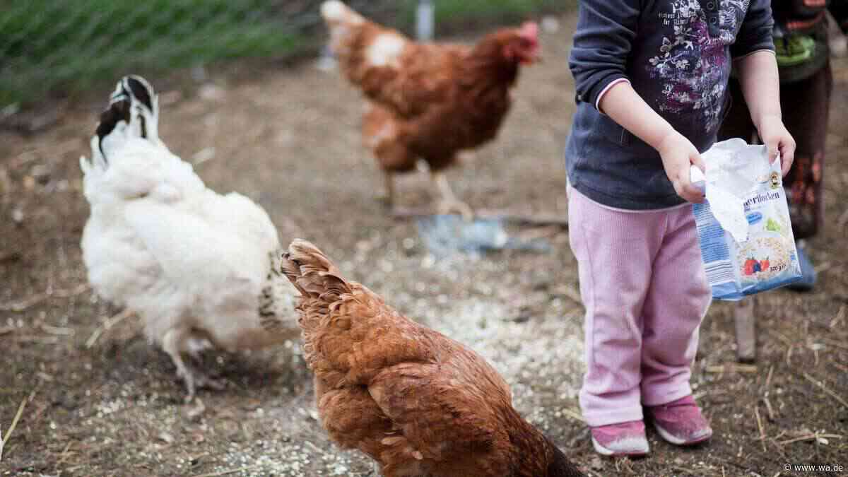 Hühner im Garten und Urlaub geplant? So sorgen Sie vor, damit es allen gut geht