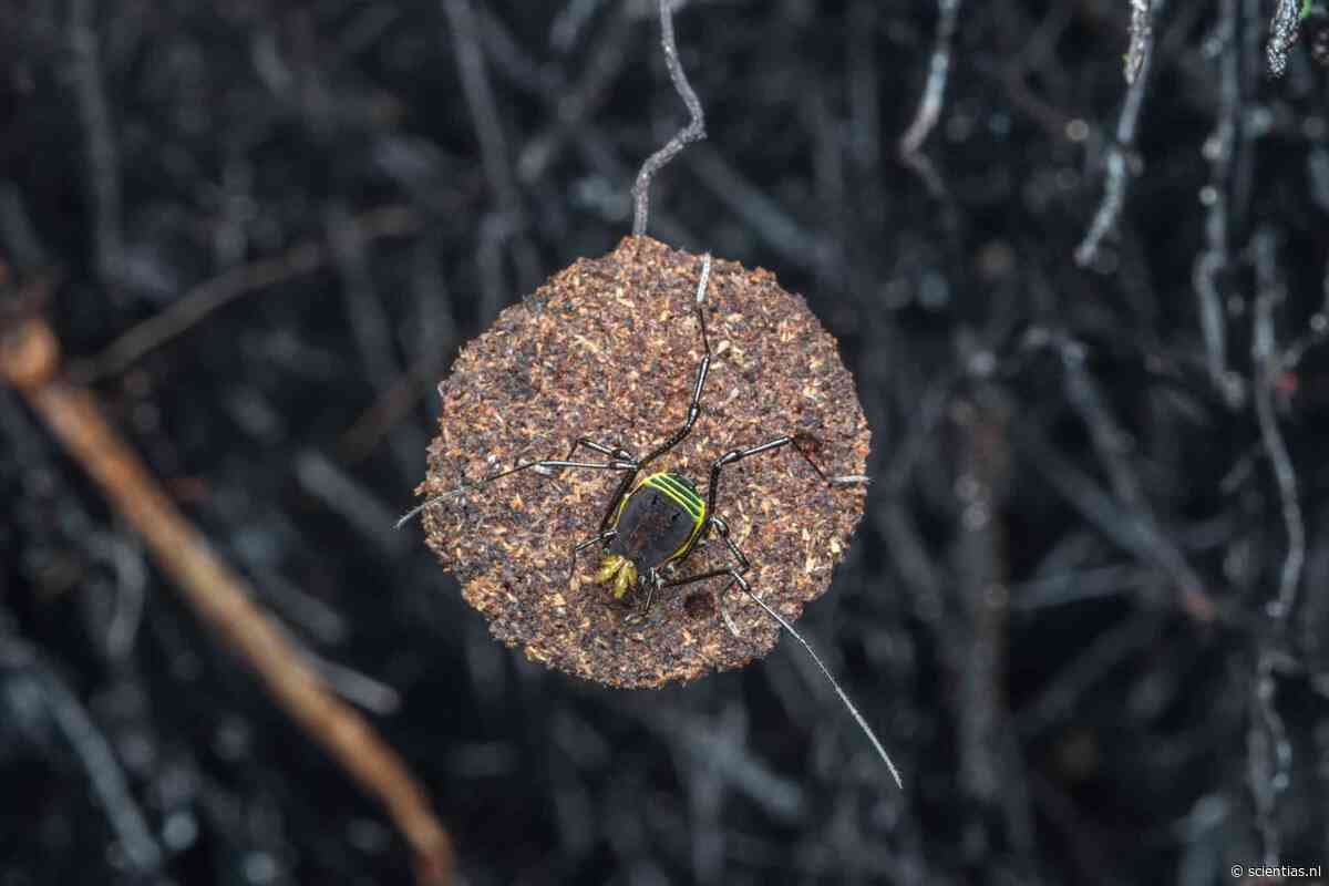 Bij deze spinachtige dieren zorgen soms de vaders voor de eieren