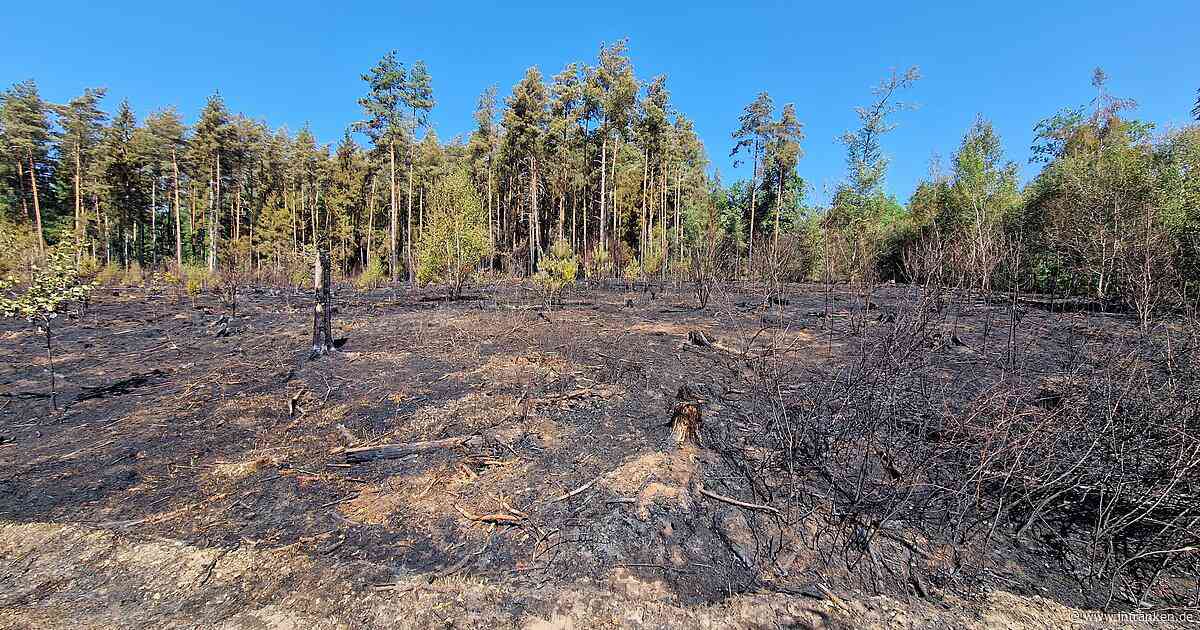 Waldbrand bei Oberhaid unter Kontrolle - sieben Einsatzkräfte medizinisch versorgt