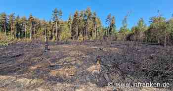 Waldbrand bei Oberhaid unter Kontrolle - sieben Einsatzkräfte medizinisch versorgt