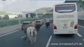 Kuh-Chaos auf Brenner-Autobahn: Tierische „Geisterfahrer“ legen wichtige Urlauberroute lahm