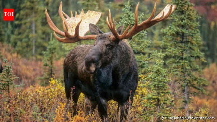Newfoundland is on the verge of losing it's forests, all because of 11,000 moose who can't stop eating