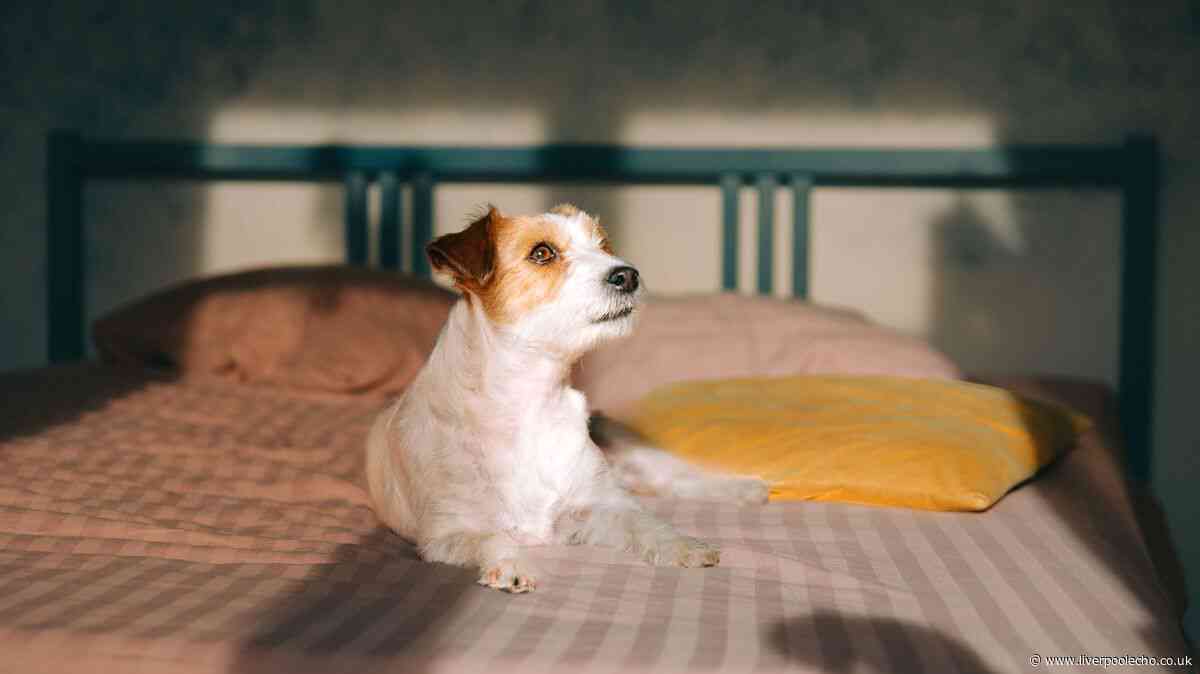 Vet warns five rooms in your home can be deadly for pets after heatwave