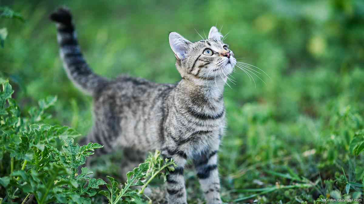 You're taking care of your cat wrong! Scientists claim you SHOULD let your pet roam outside - because it makes them less destructive