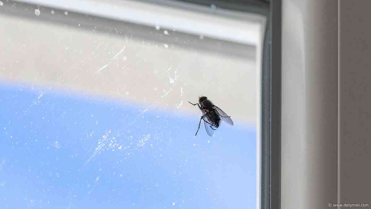 Home overrun by flies? Expert reveals the simple way to grab them with your bare hands - and why you should always approach 'from above'