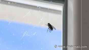 Home overrun by flies? Expert reveals the simple way to grab them with your bare hands - and why you should always approach 'from above'