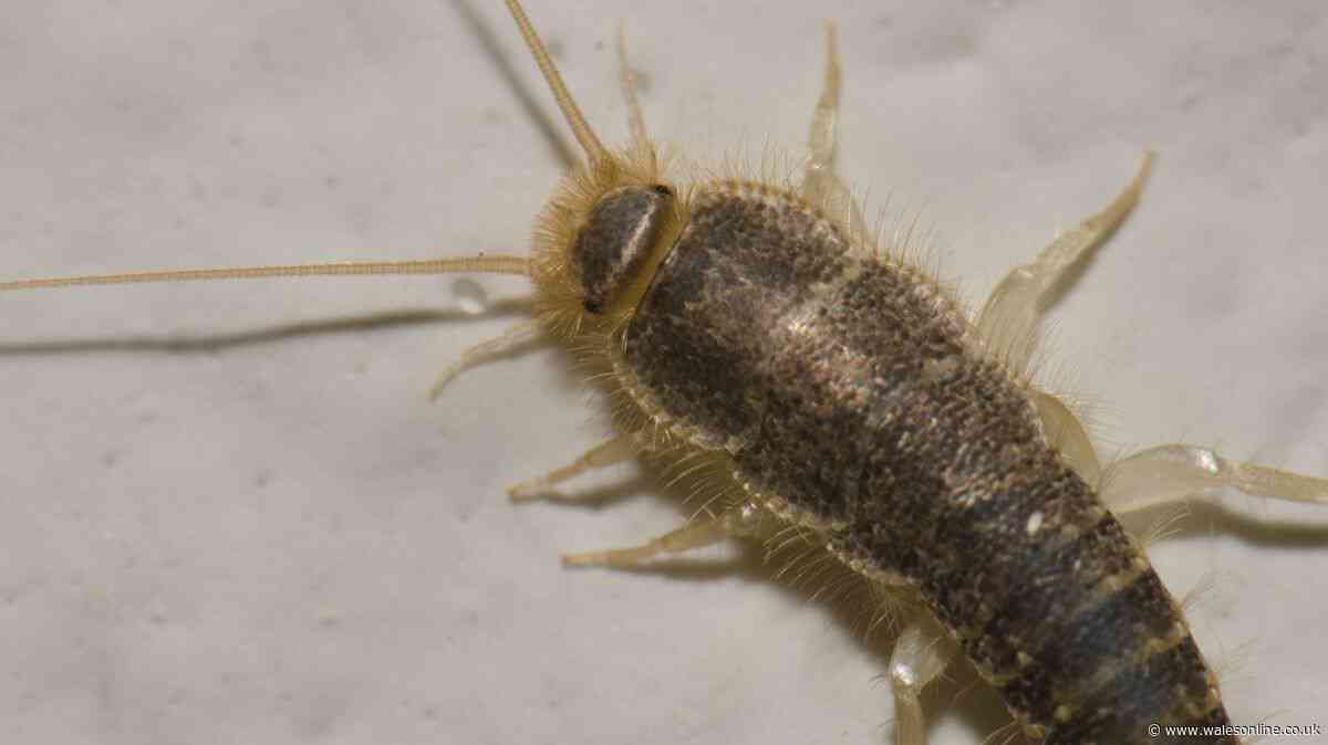 Silverfish August home invasion 'stopped' by scattering 22p fruit