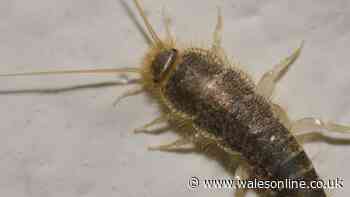 Silverfish August home invasion 'stopped' by scattering 22p fruit
