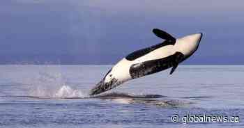 Can Carney fast-track a pipeline while also protecting endangered orcas?