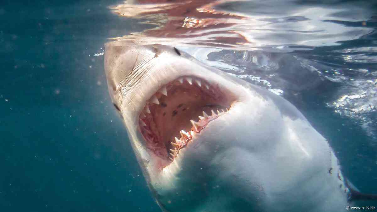 Mit neuer Untersuchungsmethode: Haischuppen im Sediment sollen Anzahl der Tiere von einst verraten