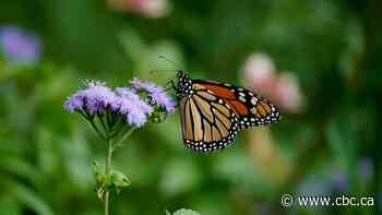 Endangered monarch butterflies boom amid wet hot Canadian summer on the Prairies