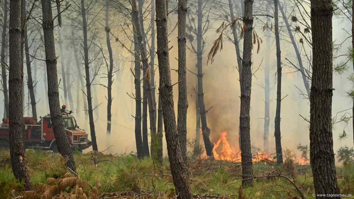 Waldbrände in Europa: Wo es gerade brennt