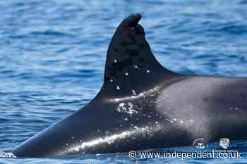 Orca known for ramming boats spotted with suspected gunshot wounds