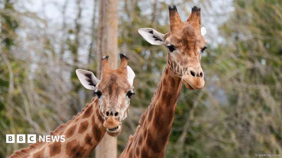 Brexit rules put strain on zoo's conservation work